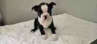 Blk/wht female 2, a female Boston Terrier for sale in Greenville, GA – 1 of 10