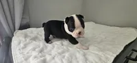 Blk/wht male 4, a male Boston Terrier for sale in Greenville, GA – 6 of 10
