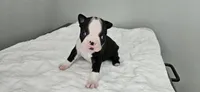 Blk/wht female 2, a female Boston Terrier for sale in Greenville, GA – 5 of 10