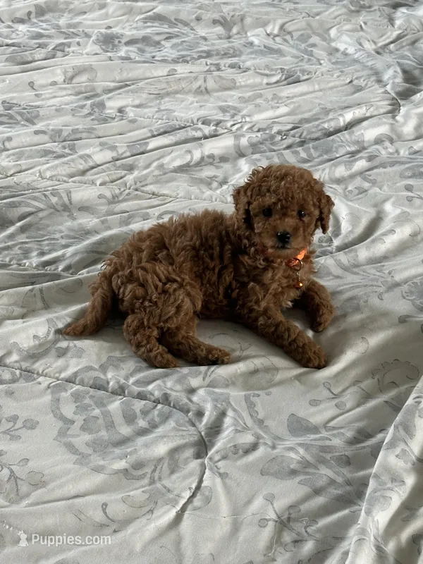 Orange Unamed and ready for Registration  – Poodle - Miniature  puppy for sale in Douglasville, GA