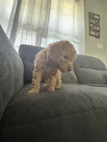 Pink - unnamed ready for registration, a female Poodle - Miniature  for sale in Douglasville, GA – Photo 1 of 2