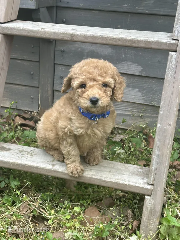 Blue- unnamed ready for registration – Poodle - Miniature  puppy for sale in Douglasville, GA