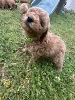 Green -unnamed ready for registration, a male Poodle - Miniature  for sale in Douglasville, GA – Photo 2 of 2