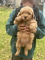 Green -unnamed ready for registration, a male Poodle - Miniature  for sale in Douglasville, GA – Photo 1 of 2