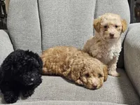 Maltese poodle , a male Maltipoo for sale in Westfield, MA – 2 of 2
