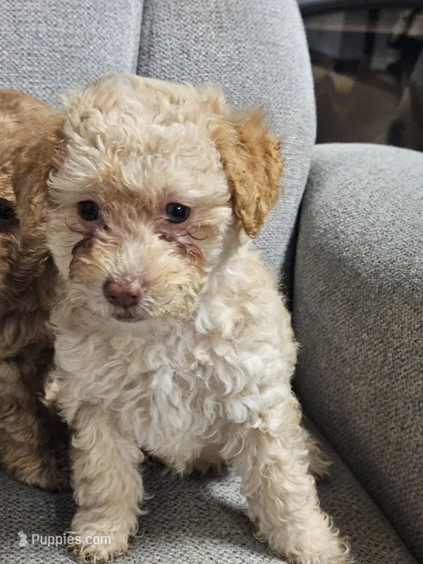 Maltese poodle  – Maltipoo puppy for sale in Westfield, MA