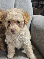 Maltese poodle , a female Maltipoo for sale in Westfield, MA – 1 of 2