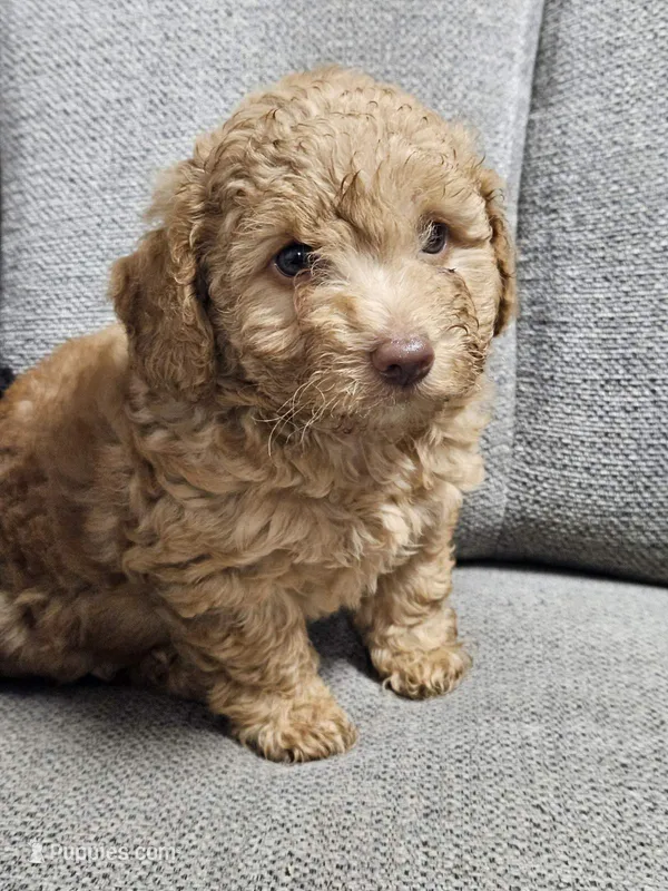 Maltese poodle  – Maltipoo puppy for sale in Westfield, MA
