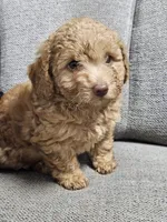 Maltese poodle , a male Maltipoo for sale in Westfield, MA – 1 of 2