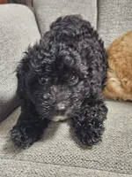 Maltese poodle , a male Maltipoo for sale in Westfield, MA – 1 of 2
