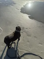 Dakota, a female French Bulldog for sale in Saint Augustine, FL – Photo 1 of 3