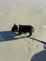 Dakota, a female French Bulldog for sale in Saint Augustine, FL – Photo 2 of 3