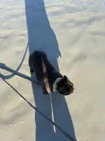 Dakota, a female French Bulldog for sale in Saint Augustine, FL – Photo 3 of 3