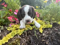 Springer Spaniel, a male English Springer Spaniel for sale in Salem, OH – 4 of 10