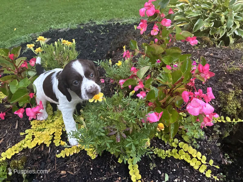 Springer Spaniel – English Springer Spaniel puppy for sale in Salem, OH