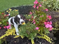 Springer Spaniel, a male English Springer Spaniel for sale in Salem, OH – 1 of 10