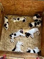 Springer Spaniel, a male English Springer Spaniel for sale in Salem, OH – 9 of 10