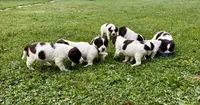 Springer Spaniel, a male English Springer Spaniel for sale in Salem, OH – 8 of 10