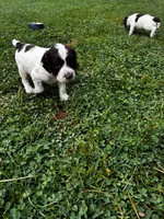 Springer Spaniel, a male English Springer Spaniel for sale in Salem, OH – 2 of 10