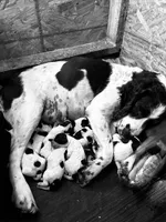 Springer Spaniel, a male English Springer Spaniel for sale in Salem, OH – 7 of 10