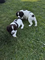 Springer Spaniel, a male English Springer Spaniel for sale in Salem, OH – 6 of 10
