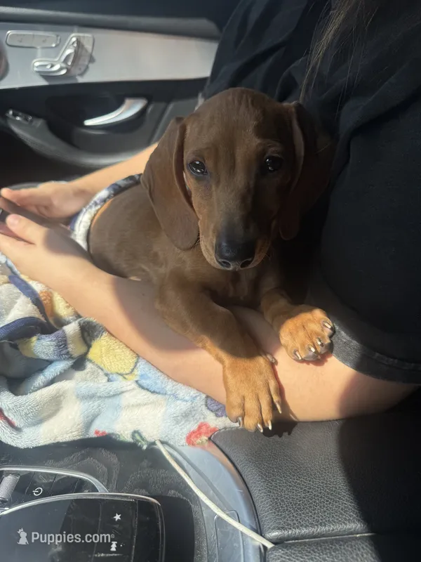 Bentley – Miniature Dachshund puppy for sale in Downey, CA