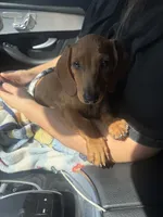 Bentley, a male Miniature Dachshund for sale in Downey, CA – 1 of 2