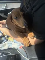 Bentley, a male Miniature Dachshund for sale in Downey, CA – 2 of 2