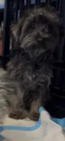 Rare Merle Mickey, a male Yorkipoo for sale in Glendale, AZ – 2 of 2