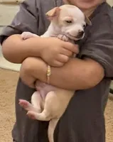 Teacup boy, a male Chihuahua for sale in Glendale, AZ – 7 of 9