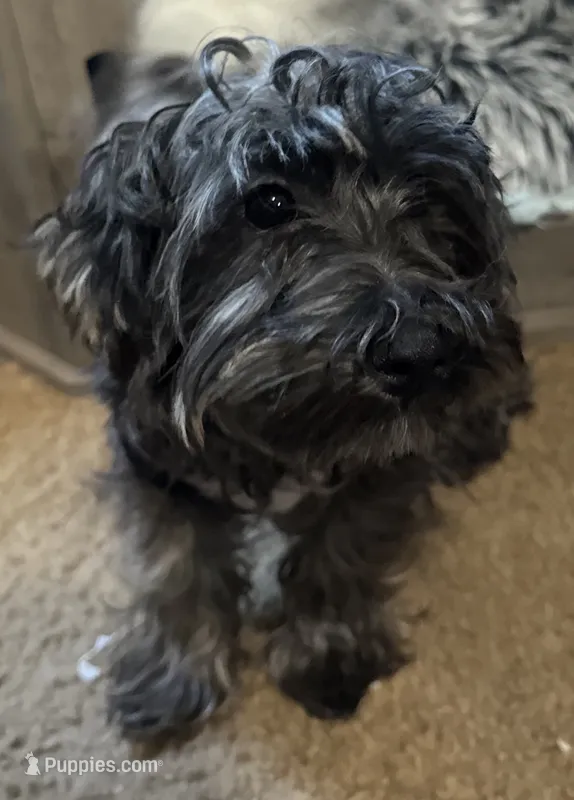 Rare Merle Mickey – Yorkipoo puppy for sale in Glendale, AZ