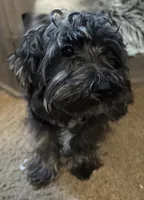 Rare Merle Mickey, a male Yorkipoo for sale in Glendale, AZ – 1 of 2