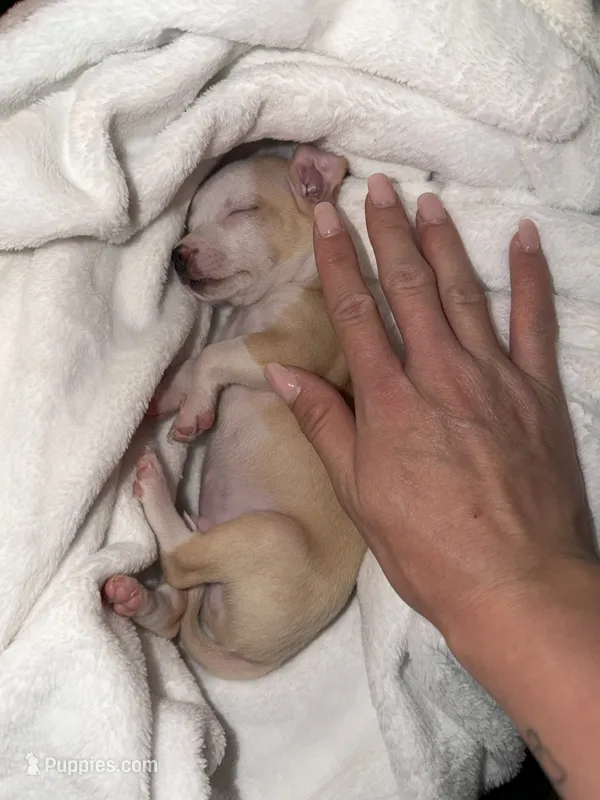 Teacup boy – Chihuahua puppy for sale in Glendale, AZ