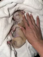 Teacup boy, a male Chihuahua for sale in Glendale, AZ – 1 of 9