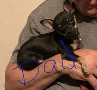 Teacup boy, a male Chihuahua for sale in Glendale, AZ – 8 of 9