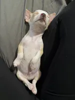 Teacup boy, a male Chihuahua for sale in Glendale, AZ – 5 of 9