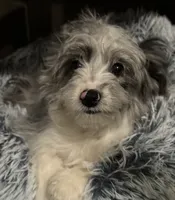 Ella, a female Miniature Aussiedoodle for sale in Glendale, AZ – 2 of 2
