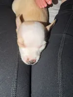 Teacup boy, a male Chihuahua for sale in Glendale, AZ – 6 of 9