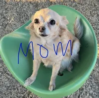 Teacup boy, a male Chihuahua for sale in Glendale, AZ – 9 of 9