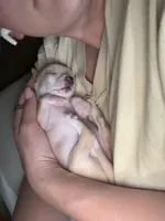 Teacup boy, a male Chihuahua for sale in Glendale, AZ – 3 of 9