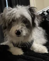 Ella, a female Miniature Aussiedoodle for sale in Glendale, AZ – 2 of 2