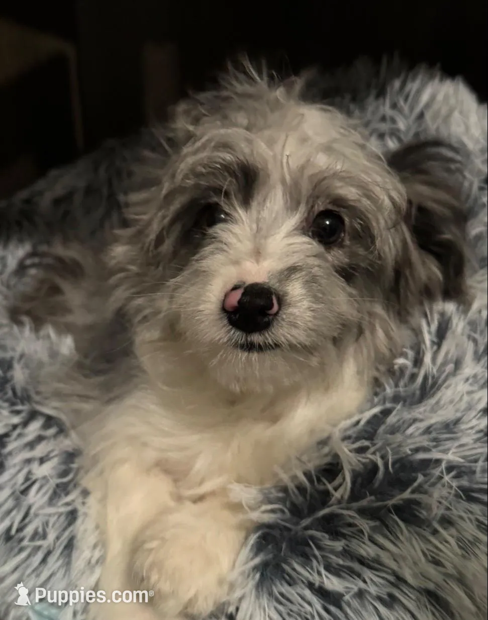 Ella, a female Miniature Aussiedoodle for sale in Glendale, AZ – 1 of 2