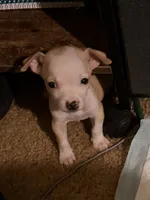 Teacup boy, a male Chihuahua for sale in Glendale, AZ – 2 of 9