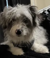 Ella, a female Miniature Aussiedoodle for sale in Glendale, AZ – 1 of 2