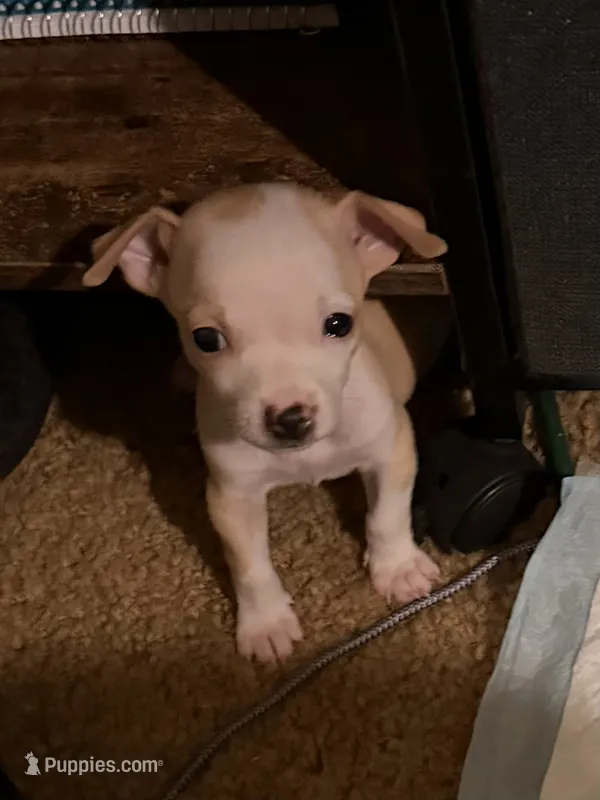 Teacup Mumble – Chihuahua puppy for sale in Glendale, AZ