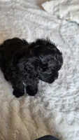 Tucker, a male Cavapoo for sale in Amarillo, TX – 5 of 6
