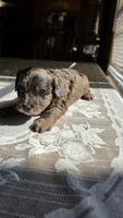 Cisco, a male Cavapoo for sale in Amarillo, TX – 6 of 7