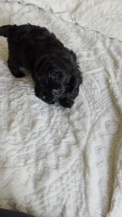 Tucker, a male Cavapoo for sale in Amarillo, TX – 3 of 6