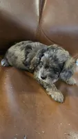 Cisco, a male Cavapoo for sale in Amarillo, TX – 5 of 6