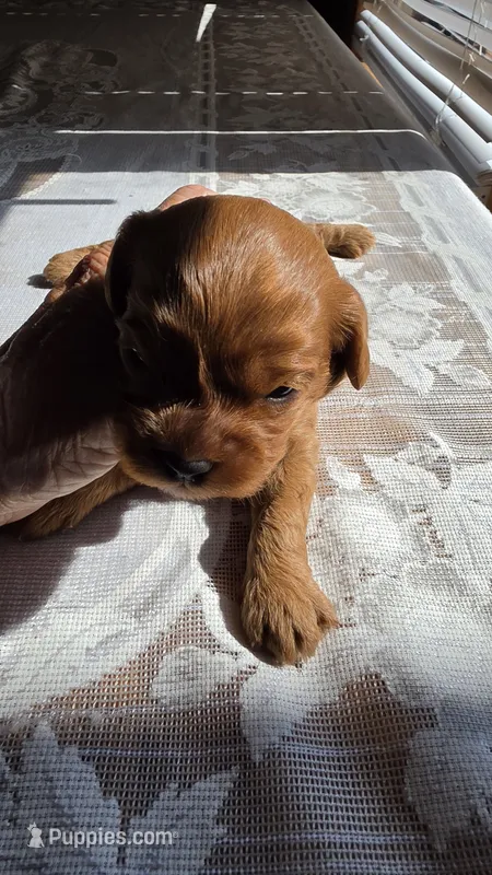 Chester – Cavapoo puppy for sale in Amarillo, TX